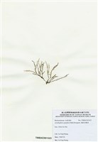 藏品(穗狀魚棲苔)的圖片